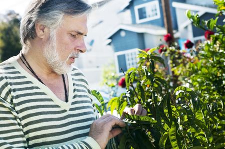 Portrait of a mature man working in the gardenの写真素材