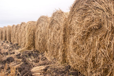 Stack of straw in the field in a rainy day