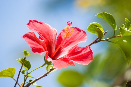 Pink with yellow center flower in a jungleの写真素材