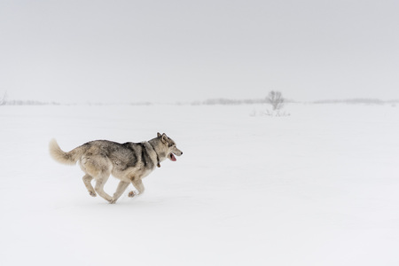 Siberian husky running alone in a white snow fields of Kamchatka