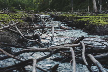 Small stream in a forest. Tyrma river, Amur regionの写真素材