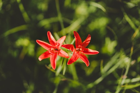 Red Siberian lily over dark green grass backgroundの写真素材