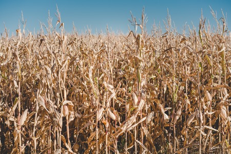 Dried corn stalks in a corn field, Amur region