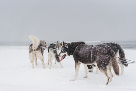 Team of sled dogs in a blizzard at the coast of Pacific ocean, Kamchatka, Russiaの写真素材