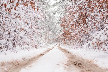 Snow covered road through the winter forest, Russiaの写真素材
