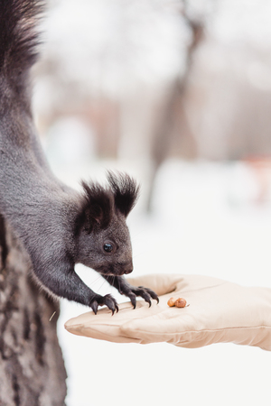 Close up portrait of gray squirrel with a nut sitting on a treeの写真素材