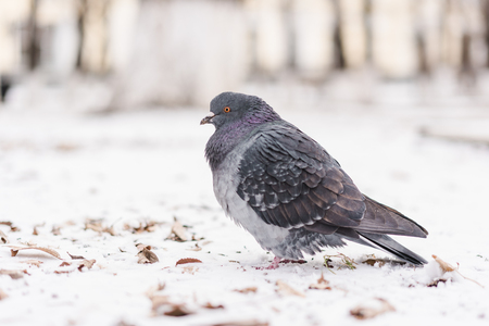 One pigeon on a white snow in a parkの写真素材