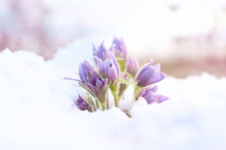 Purple flowers with green leaves blossoming in snow at early spring