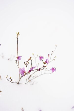 Blooming labrador tea with pink flowers covered with white snowの写真素材
