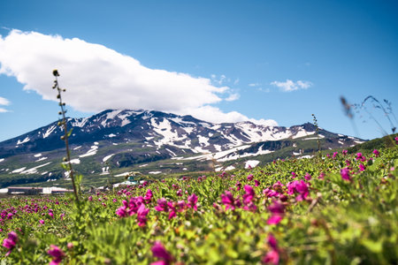 Hiking trail through alpine meadow. Beautiful landscape in the summer time. Kamchatka peninsula, Russia.の写真素材
