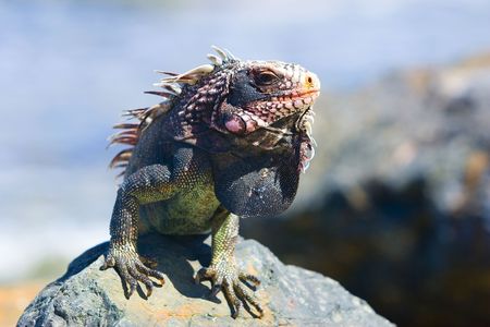 Iguanaの写真素材