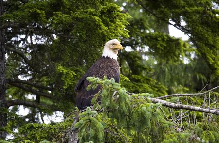 Bald eagleの写真素材