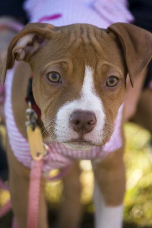 Cute puppyの写真素材