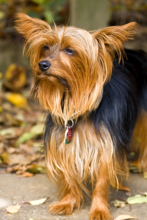 Yorkie is sitting on the ground in a parkの写真素材