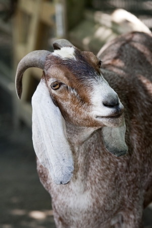 Goatの写真素材