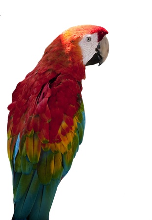 Red Macaw Parrot の写真素材