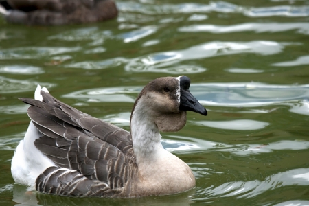 Close up goose in a rippled pond の写真素材