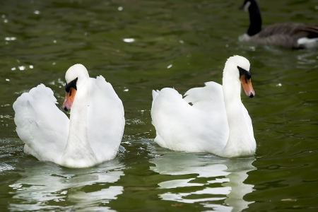 Swan couple with reflection in a pond の写真素材