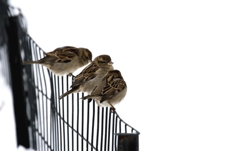 Sparrows on a fence.の写真素材