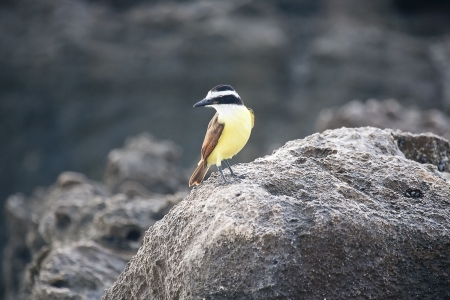 Golden-crowned Kinglet on a rockの写真素材