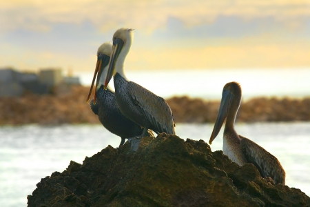 Pelicans sitting on a rockの写真素材