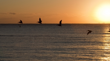 Beautiful morning. Pelicans flying over Caribbean seaの写真素材