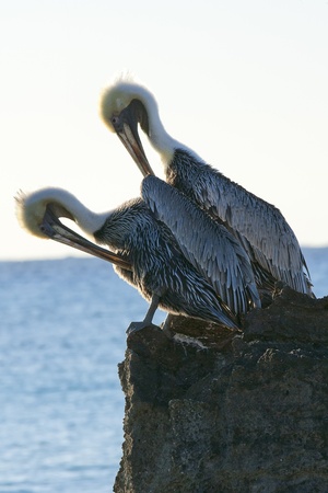 Pelicans sitting on a rockの写真素材