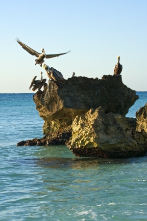 Pelicans sitting on a rockの写真素材