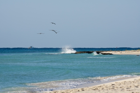 Pelicans are flying over  Caribbean sea on sunny dayの写真素材