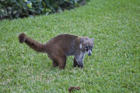 Cozumel raccoon seaking for food at parkの写真素材