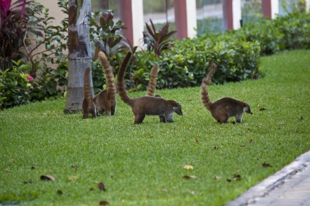 Cozumel raccoons seaking for food at parkの写真素材