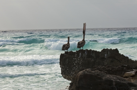 Pelicans sitting on a rockの写真素材