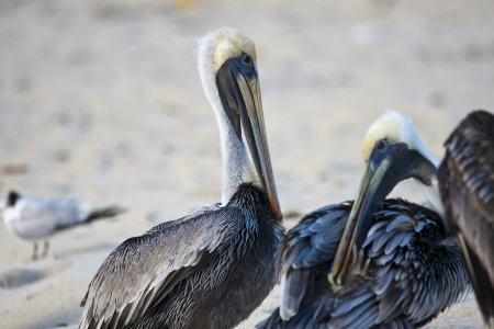 Pelicans are walking on a Caribbean sea shoreの写真素材