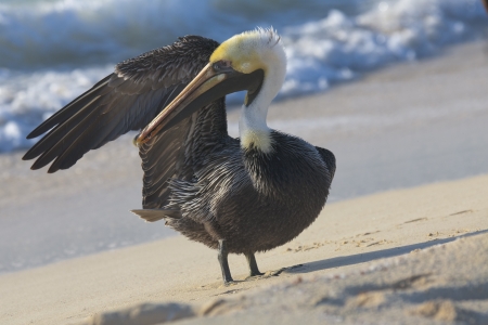 Pelican is walking on a Caribbean sea shoreの写真素材