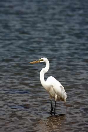 White Craneの写真素材