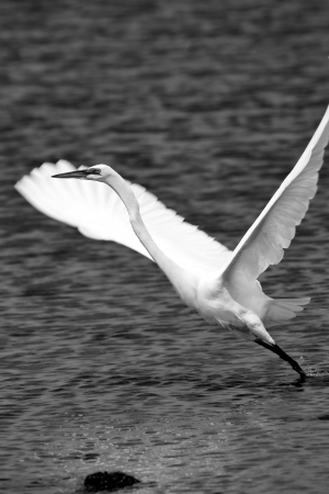 Grace white craneの写真素材