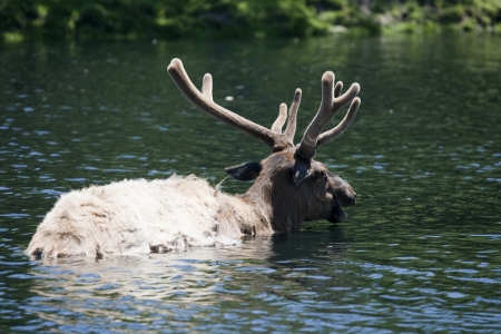 Roosevelt Elk is taking a bathの写真素材