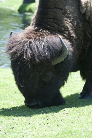 Bison are eating on a green fieldの写真素材