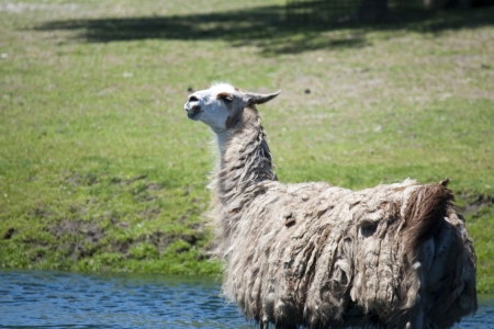 Llama is taking a bathの写真素材