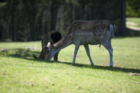 Fallow deer on a green fieldの写真素材
