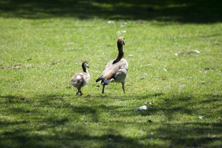 Caring mother-goose is walking her baby