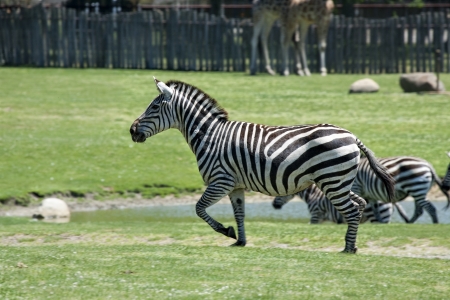 Running zebrasの写真素材