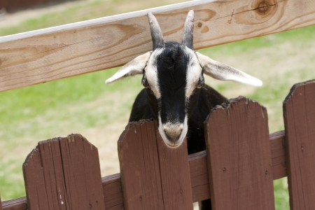 Curious Goat Looking through the fenceの写真素材
