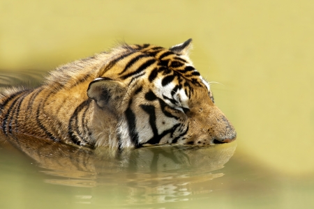 Tiger surviving the heat in the lakeの写真素材