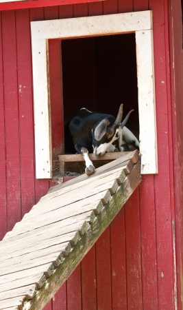 The Goat it The barnの写真素材