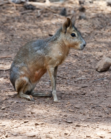 Patagonian Cavyの写真素材