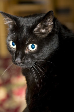 Black catの写真素材