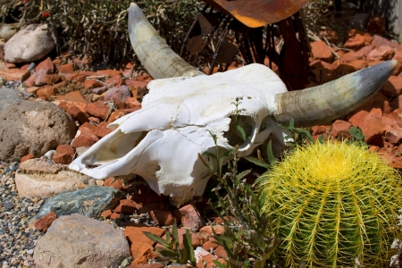  Cactus blossom の写真素材