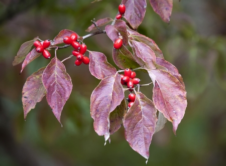 Tree branch with red leaves and berriesの写真素材