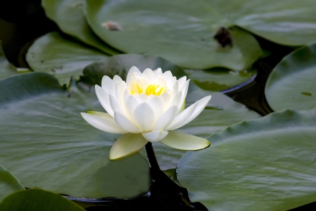 White water-lilyの写真素材